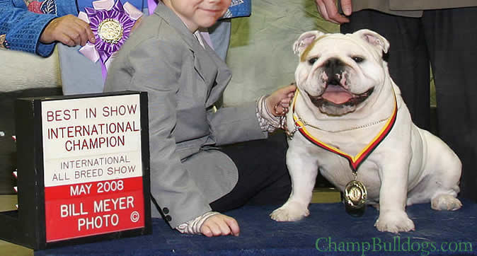 English Bulldogs